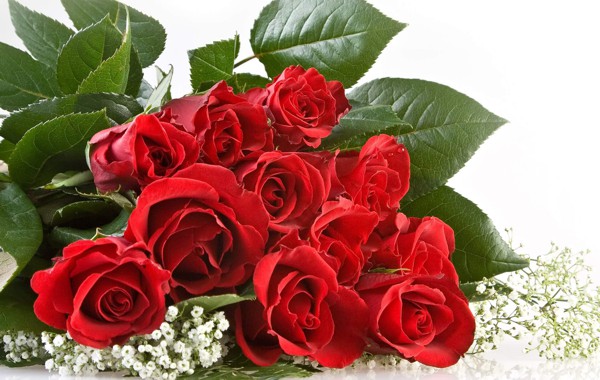 A Dozen Roses